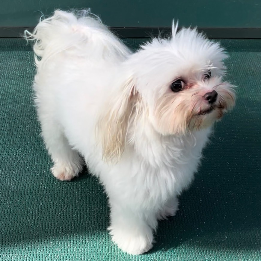 ☆生徒が撮影したモデル犬☆①